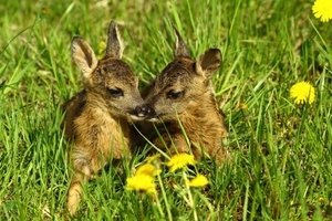 Výběrové řízení na vedoucího Záchranné stanice pro živočichy